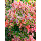 Барбарис Тунберга Адмирейшн (Admiration) С1,5