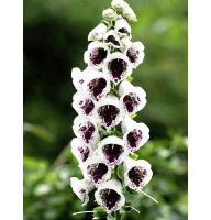 Дигиталис Purpurea Pams Choice