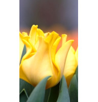 Тюльпан Хвилястий Yellow Crown