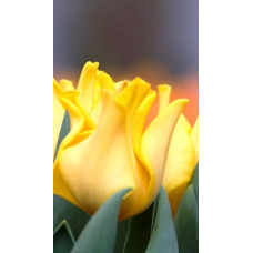 Тюльпан Волнистый Yellow Crown