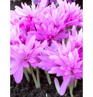 Колхикум (Безвременник) Waterlily 14/16