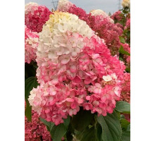 Гортензия Строберри Блоссом (Strawberry Blossom) метельчатая С2