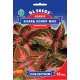 Семена Колеус Визард колор микс 10 сем GL Seeds