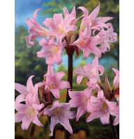 Гиппеаструм (амариллис) Белладонна (Belladonna) 22/24