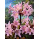 Гиппеаструм (амариллис) Белладонна (Belladonna) 22/24