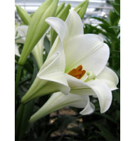 Лілія White Heaven 12/14 (1 шт)