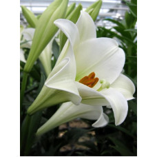 Лілія White Heaven 12/14 (1 шт)