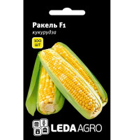 Насіння Кукурудза Ракель F1 100 насінин LedaAgro