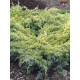 Ялівець лускатий Дрім Джой (Dream Joy) С5