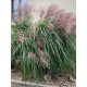 Міскантус китайський Малепартус (Malepartus) С2