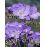 Фрезия простая Purple 5/6