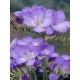 Фрезия простая Purple 5/6