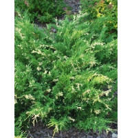 Ялівець горизонтальний Варієгата (Variegata) С3