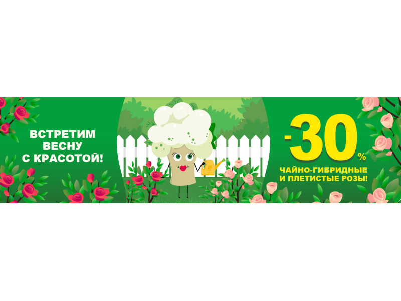 Акція! -30% на саджанці чайно-гібридних та плетистих троянд
