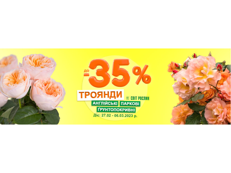 Акція! До -35 % на англійські, паркові та ґрунтопокривні троянди
