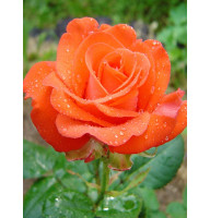 Троянда Роуз Плант 727 Rose plant 727 Чайно-Гібридна