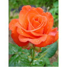 Троянда Роуз Плант 727 Rose plant 727 Чайно-Гібридна