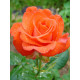 Роза Роуз Плант 727 Rose plant 727 Чайно-гибридная