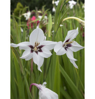 Гладіолус сallianthus Мюріел (Murielae) 10+