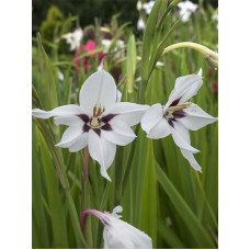 Гладіолус сallianthus Мюріел (Murielae) 10+