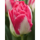 Тюльпан махровый Пинк Делайт (Pink Delight) 11/12