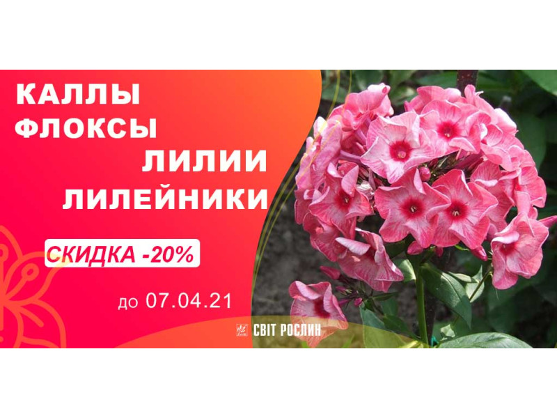 Ловіть знижки на цибулини кали, лилейника, флокса і лілії!