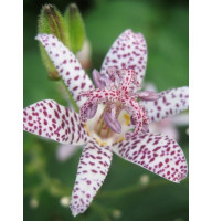 Трициртис White Spotted (Вайт Споттед) (1 шт)