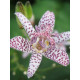 Трициртис White Spotted (Вайт Споттед) (1 шт)
