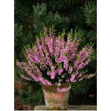 Вереск Calluna vulgaris Brune Lisbeth розовый Р12