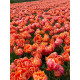 Тюльпан махровый Royal Centennial 10/11