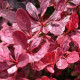 Барбарис Тунберга Rose Glow   (С3 40-50 см)