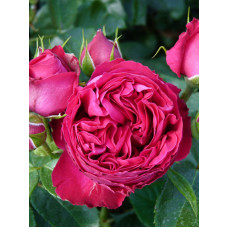 Троянда англійська паркова Ред Еден Роуз (Red Eden Rose) С4