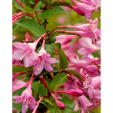 Вейгелла Pink Princess (С10 60-70 см)