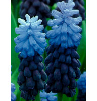 Мускари Latifolium