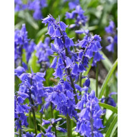 Гіацінтоідес синій Blue