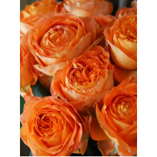 Троянда чайно-гібридна Оранж Романтика (Orange Romantica)
