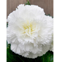 Бегонія Фімбріата White 4/5