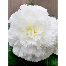 Бегонія Фімбріата White 4/5