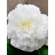 Бегония Фимбриата White 4/5