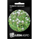 Семена Гомфрена шаровидная белая 0,1 г LedaAgro