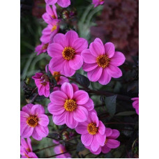 Георгина HS Juliet (1 шт)
