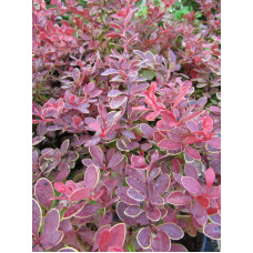 Барбарис Тунберга Корал (Coral) 2 роки С3 
