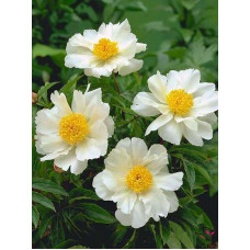 Півонія Patio Peony Dublin
