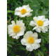 Півонія Patio Peony Dublin