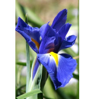 Ірис Blue Magic