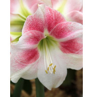 Амариллис Rosy Star