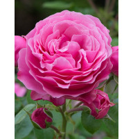 Роза плетистая Пинк Мушимара (Pink Mushimara) 