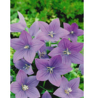 Платикодон Fuji Blue Широкодзвіночок (1 шт)
