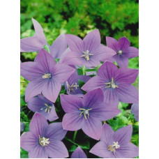 Платикодон Fuji Blue Ширококолокольчик (1 шт)