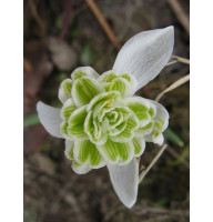 Подснежник Flore Pleno (3 шт)